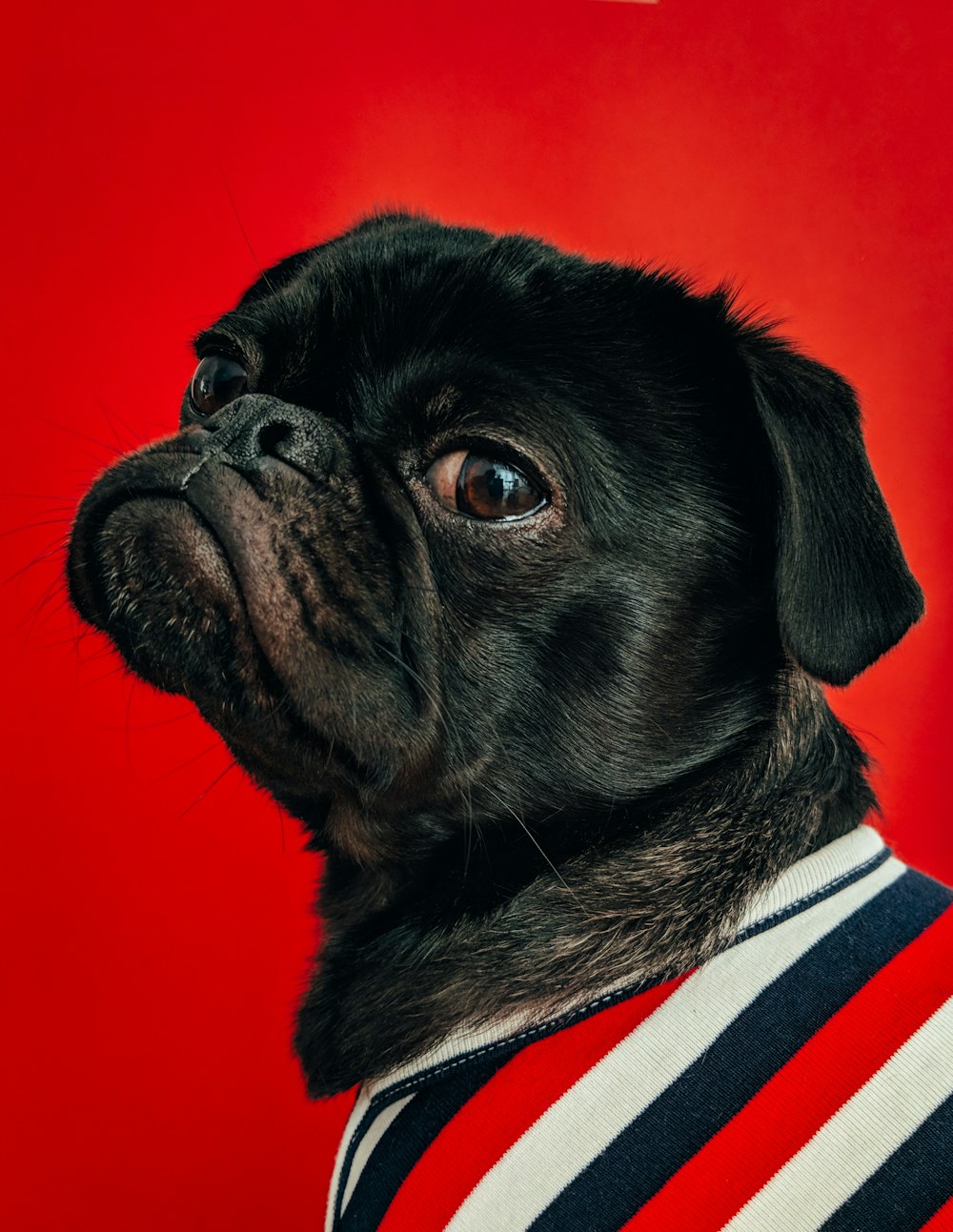 Black Pug breed photograph