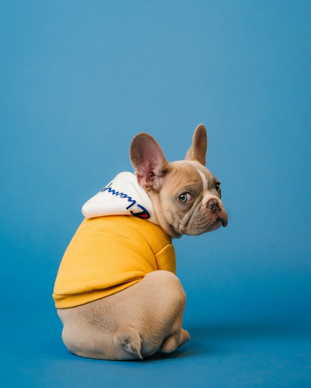 Young French Bulldog breed photograph