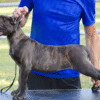 Luna – Female Cane Corso Puppy for Sale | AKC Registered, Vet Checked