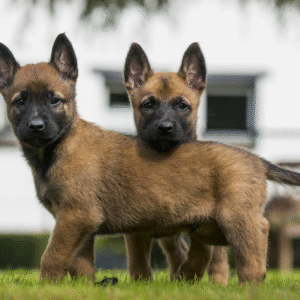 Nala – Female Belgian Malinois Puppy for Sale | AKC Registered, Vet Checked