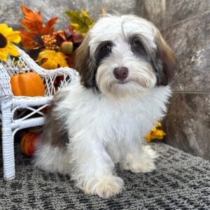 Bernard – Male Havanese Puppy