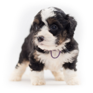 Bernedoodle