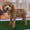 Booker – Male Cavapoo Puppy