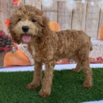 Booker – Male Cavapoo Puppy