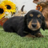 Buttons – Male Dachshund Puppy