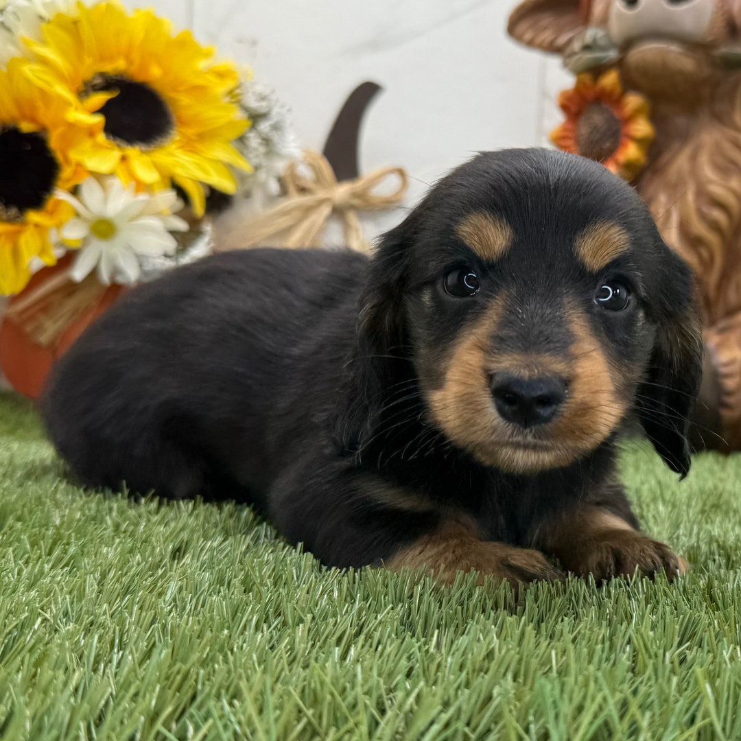 Buttons β Male Dachshund Puppy