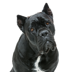 Cane Corso Puppies for Sale