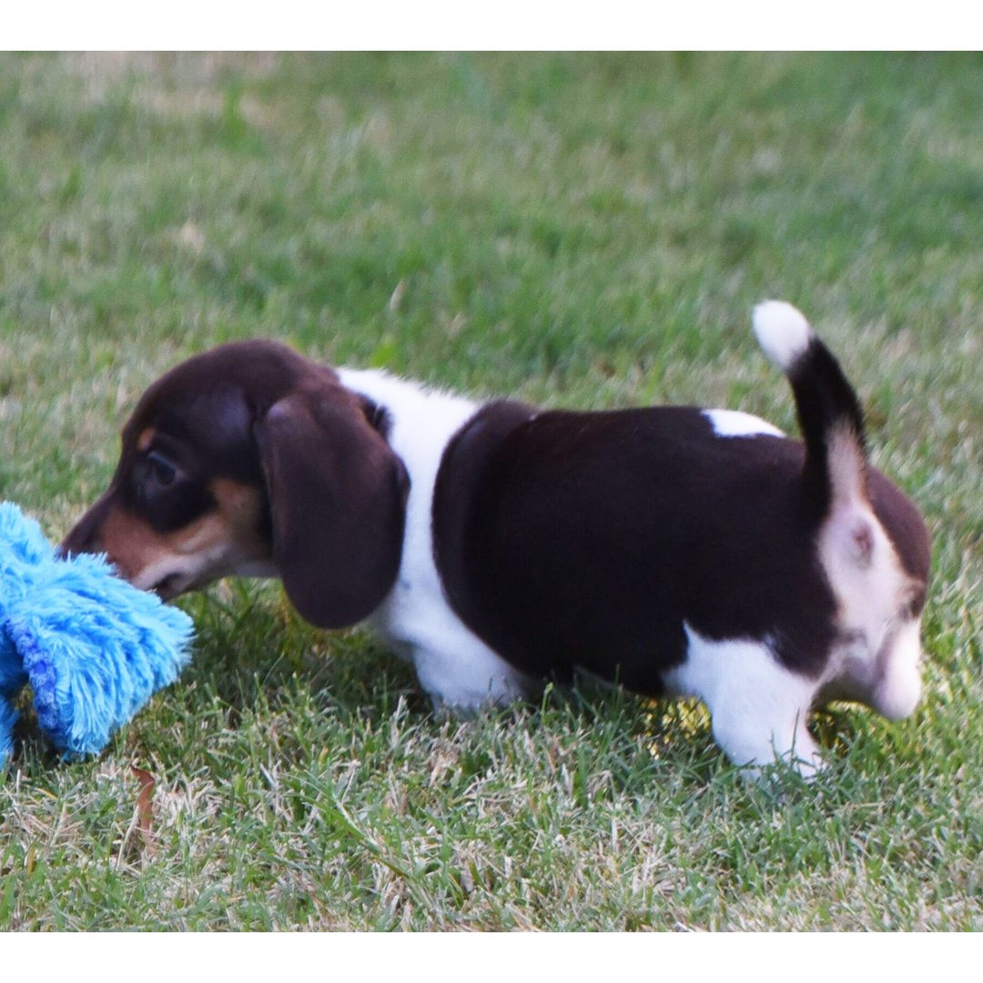 Caty β Female Dachshund Puppy