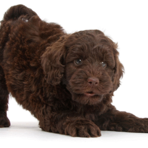 Goldendoodle Puppies