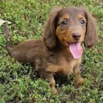 Dahlia – Female Dachshund Puppy