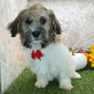 Denver – Male Havanese Puppy