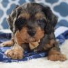 Dino – Blue Merle Cavapoo Puppy