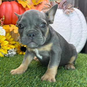 Dora – Female French Bulldog Puppy