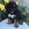 Easton – Male Poodle Puppy
