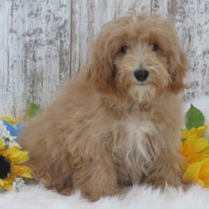 Elliot – Male Maltipoo Puppy