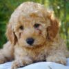 Enzo – Male Goldendoodle Puppy