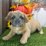 Fluffy – Male French Bulldog Puppy
