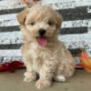 Gavin – Male Maltipoo Puppy