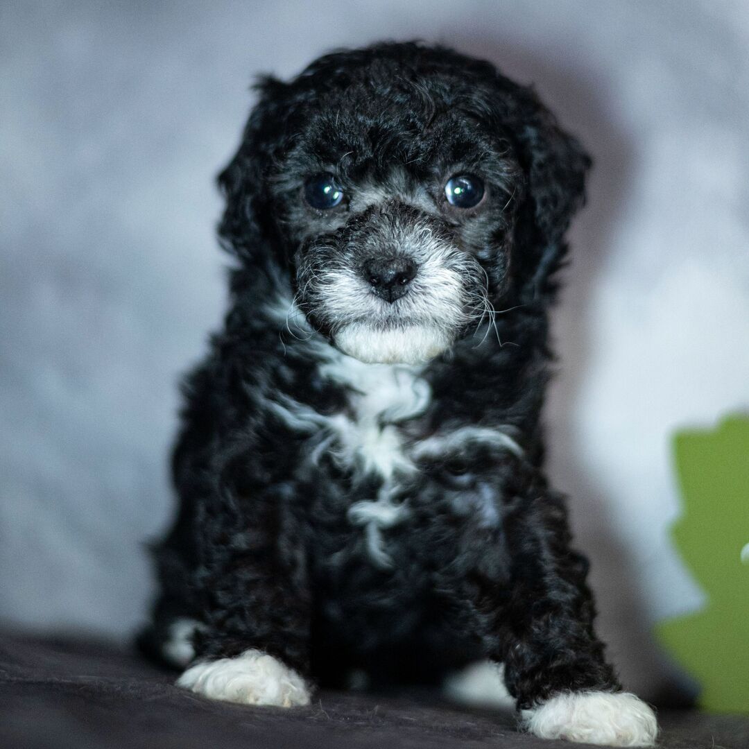 Gelou – Male Poodle Puppy