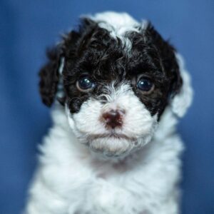 Gerald – Male Poodle Puppy