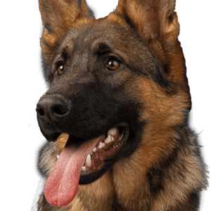 German Shepherd Puppies for Sale