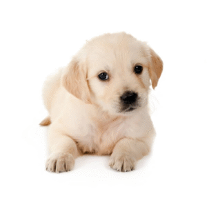 Golden Retriever Puppies for Sale