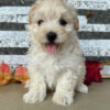 Goldie – Female Maltipoo Puppy