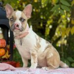 Ice Cream – Female French Bulldog Puppy