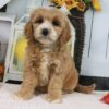 Janine – Female Goldendoodle Puppy