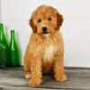 Jolie – 13-Week-Old Goldendoodle Puppy