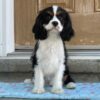 Kobra – Male Cavalier King Charles Spaniel Puppy