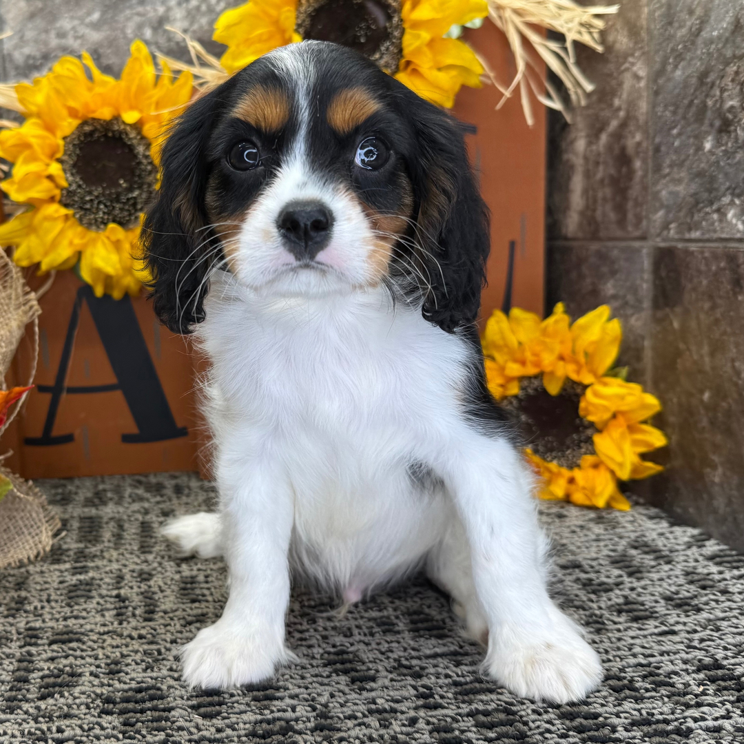 Koby – Male Cavalier King Charles Spaniel Puppy