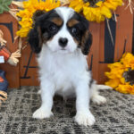 Kodi – Male Cavalier King Charles Spaniel Puppy