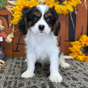 Kodi – Male Cavalier King Charles Spaniel Puppy