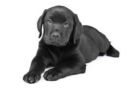 Labrador Retriever Puppies for Sale