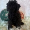 Leslie – Female Poodle Puppy