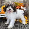 Lukas – Male Havanese Puppy