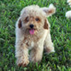 Mack – Male Maltipoo Puppy