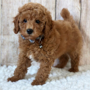 Magic – Male Poodle Puppy