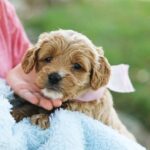 Magnolia – Female Goldendoodle Puppy