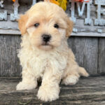 Matt – Male Maltipoo Puppy