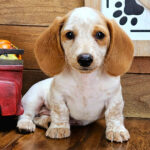 Max – Male Dachshund Puppy