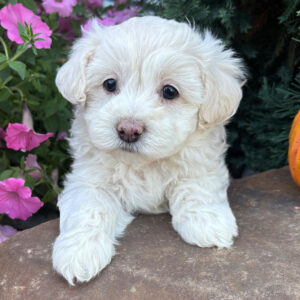Max – Male Maltipoo Puppy