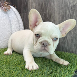 Mustang – Male French Bulldog Puppy