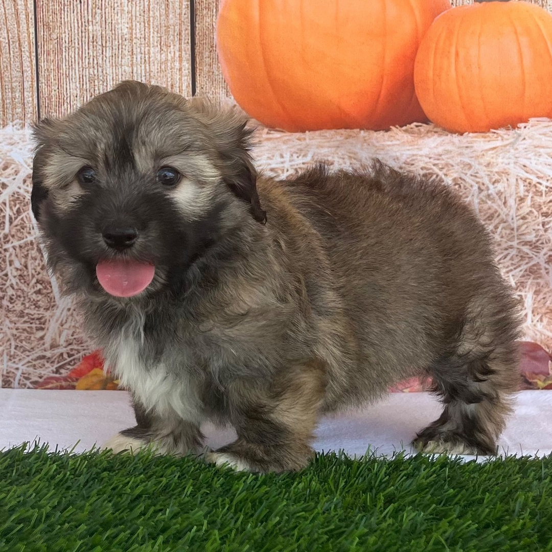 Nate β Male Havanese Puppy
