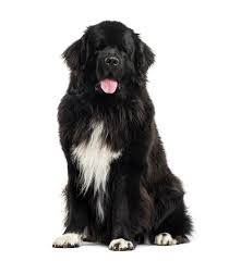 Newfoundland Puppies for Sale