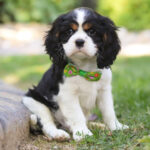 Nick – Male Cavalier King Charles Spaniel Puppy