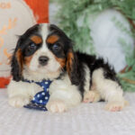 Noah – Male Cavalier King Charles Spaniel Puppy