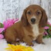 Penny – Female Dachshund Puppy