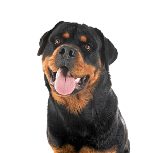Rottweiler Puppies for Sale